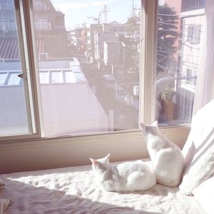 巨乳美女的裸体被操
